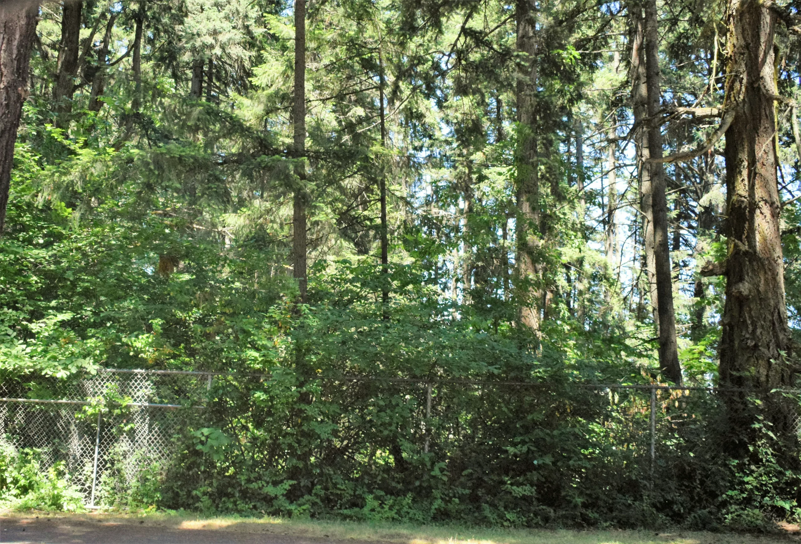 A fence in the middle of the forest Spanaway, WA