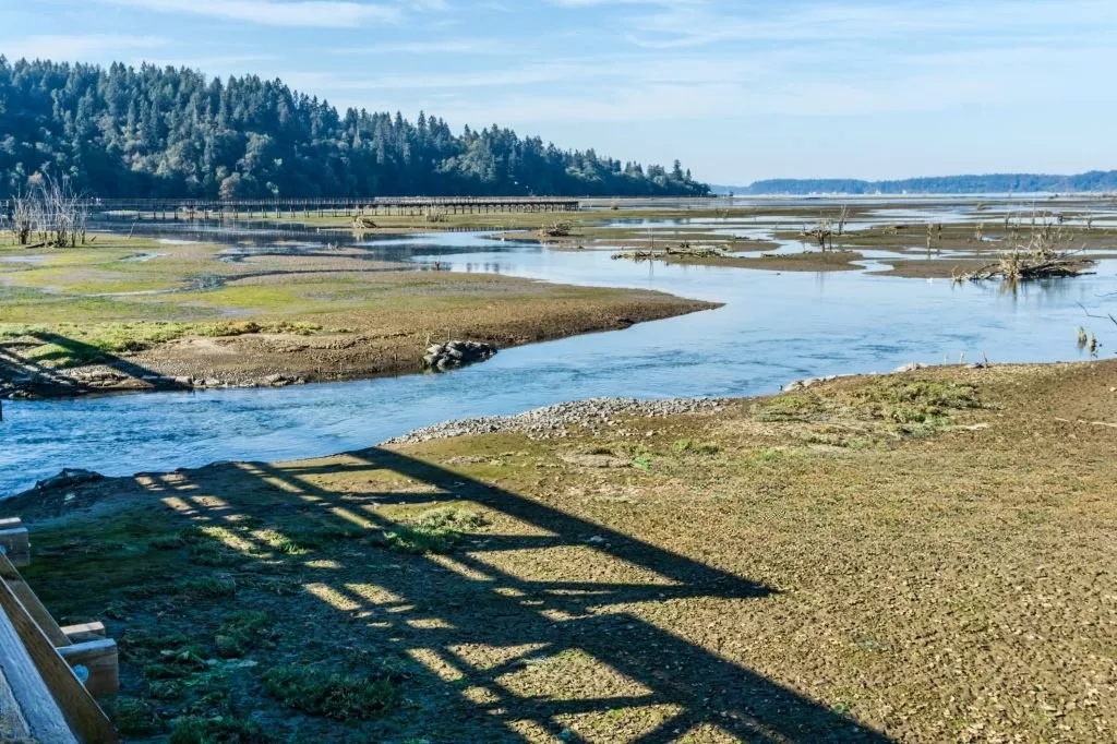 A view of the Nisqually Wetlands Bucoda, WA