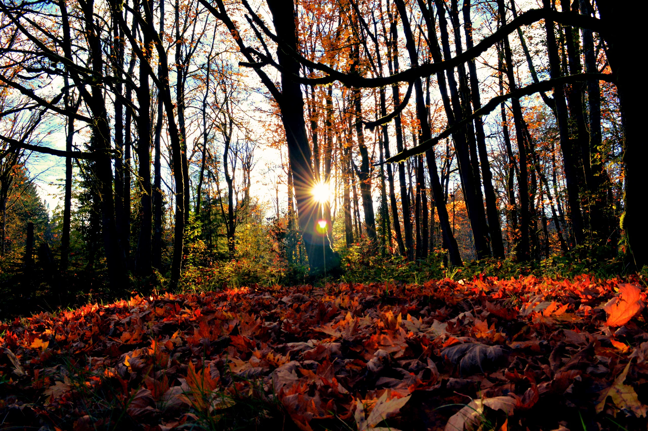 Autumn forest sunset fallen leaves sunburst Home, WA