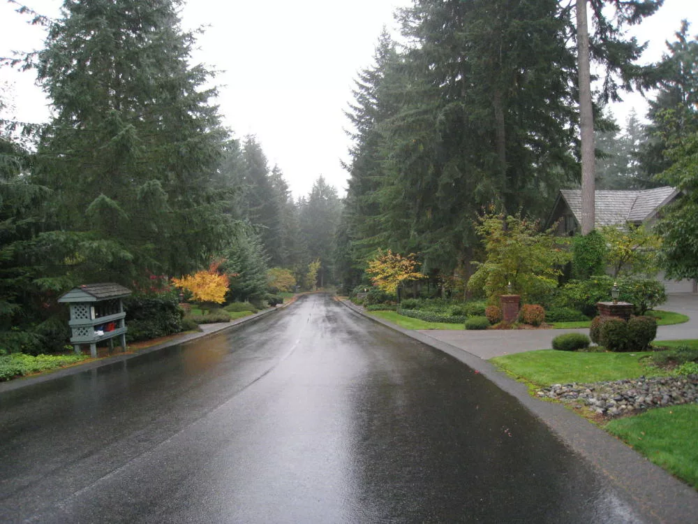 Rainy residential street evergreen trees Canterwood, WA