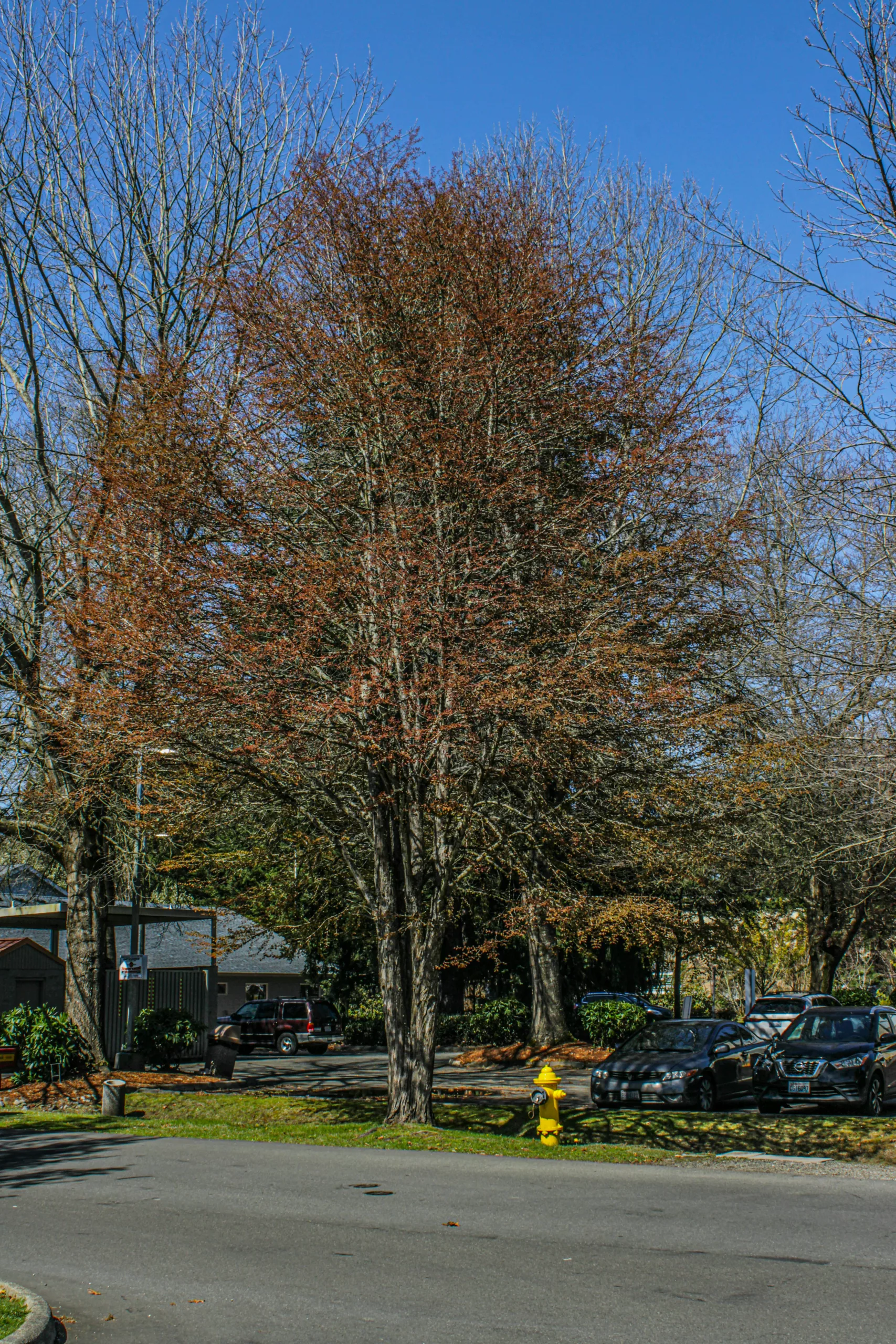 Suburban street autumn trees  Lacey, WA